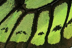 Micro: Butterfly Wing Scales