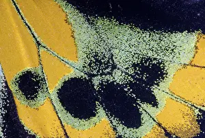 Micro: Butterfly Wing Scales