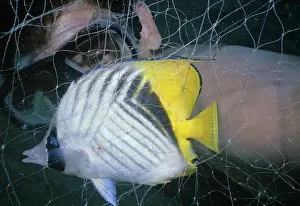 Butterflyfish: Butterflyfish in gill net