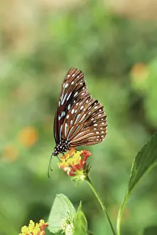 Strengthen: Butterflyonflower