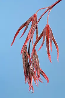 Palmatum: Butterly Maple - young leaves in spring