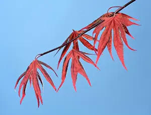 Palmatum: Butterly Maple - young leaves in spring