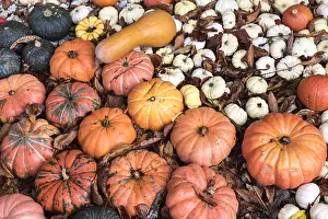 Moschata: Butternut, Baby Boo and Red kuri squashes, Germany