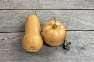 Moschata: Butternut squash butternut on a wooden table