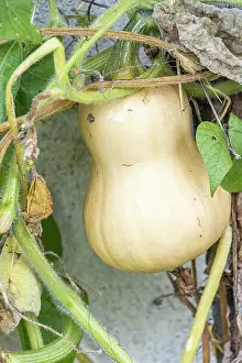Cycle: Butternut squash, Cucurbita moschata Early Butternut