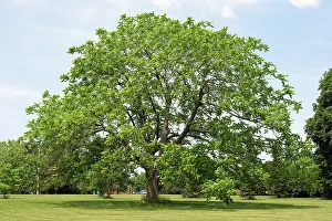 Juglans: Butternut Tree