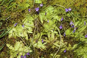 Butterwort: Butterwort