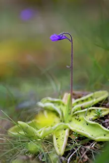 Butterwort: Butterwort in flower