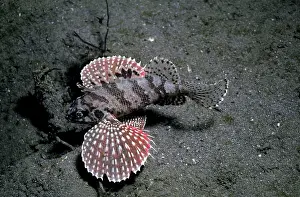 Scorpionfishes: Buttetfly Wing Scorpionfish