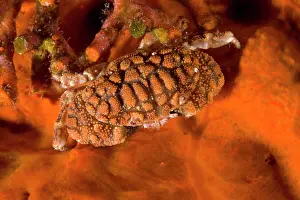 Concealment: Button crab, Paractaea monodi, on encrusting red sponge, Pon