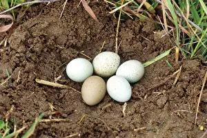 Chinensis: Button Quail Eggs