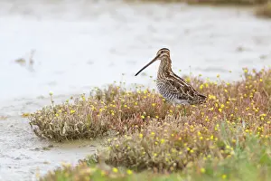 Gallinago: Button Weed