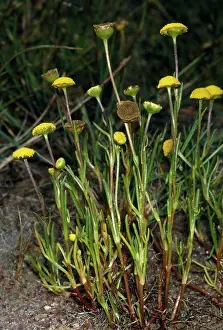 Button: Button Weed / Water Buttons