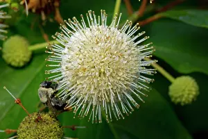 Bumblebees: Buttonbush with Bumblebee seeking nectar