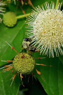 Bumblebees: Buttonbush with Bumblebee seeking nectar