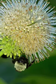 Bumblebees: Buttonbush with Bumblebee seeking nectar