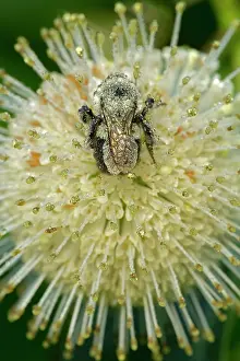 Bumblebees: Buttonbush with Bumblebee seeking nectar and carrying pollen