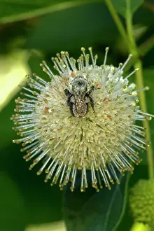 Bumblebees: Buttonbush with Bumblebee seeking nectar and carrying pollen