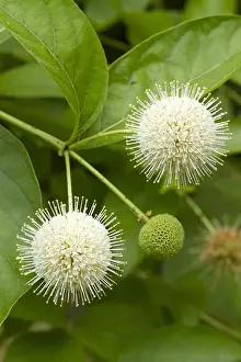110219: Buttonbush (Cephalanthus occidentalis)