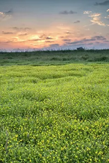 250720: Buttonweed on Norfolk marsh - Norfolk UK