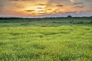 250720: Buttonweed on Norfolk marsh - Norfolk UK
