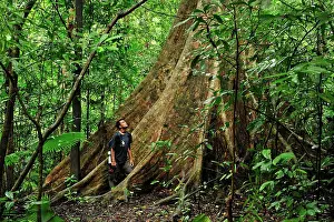 Buttress: Buttress root of a fig tree with person to show scale