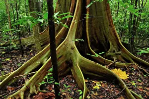 Variegata: Buttress root - Red-Stem Fig Tree