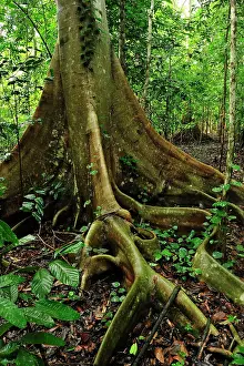 Variegata: buttress root - Red-Stem Fig Tree