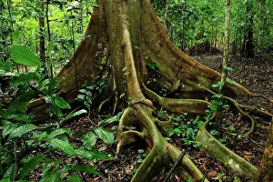 Variegata: Buttress root - Red-Stem Fig Tree