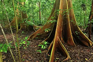 Variegata: buttress root - Red-Stem Fig Tree