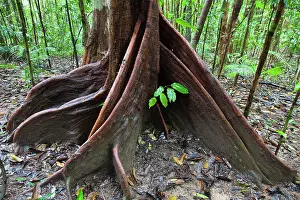 Preserves: Buttress Root, Spurwood (Dysoxylum pettigrewianum)