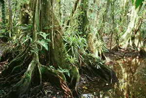 Buttress: Buttress Roots - in Belize jungle