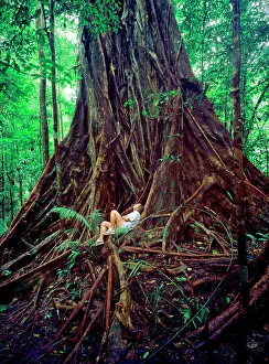 Buttress: Buttress Roots of tree in Queensland Rainforest