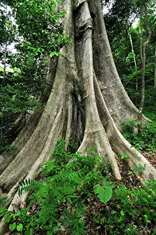 Buttress: Buttress tree trunk