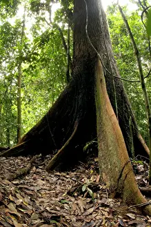 Primary: A buttressed tree trunk - in primary rainforest