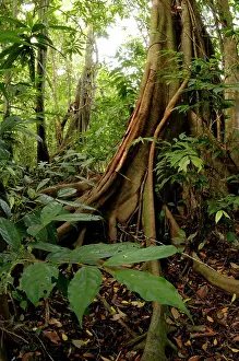 Kinabatangan: A buttressed tree trunk, typical in rainforest