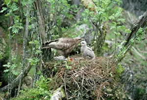 BUZZARD - adult with chick at nest