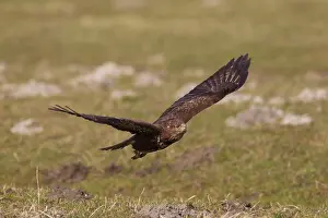 Buteo: Buzzard - adult in flight