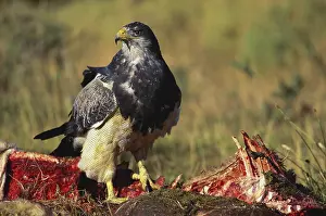 Melanoleucus: Buzzard Eagle