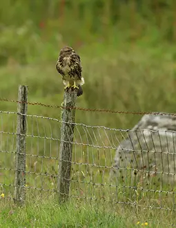 Machair: Buzzard - juvenile calling from field fence post
