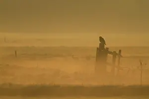 Buzzards: Buzzard perched on fence post in open farmland in