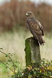Buzzard: Buzzard - perched on old post - November