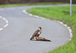 Roadkill: Buzzard - on road kill