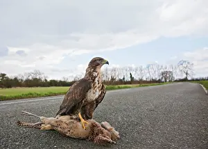 Roadkill: Buzzard - on road kill