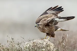 Buzzard: Buzzard - on Rock - UK