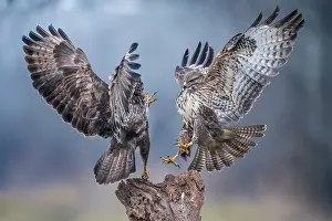 Buzzards: Two Buzzards (Buteo buteo) fighting for the perch