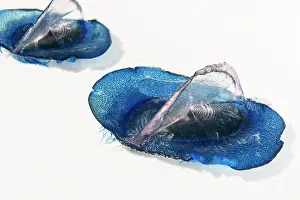 Stinging: By-the-wind sailor, Sea sail or purple sail (Velella