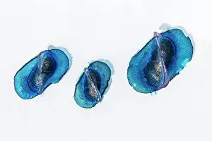 Stinging: By-the-wind sailor, Sea sail or purple sail (Velella