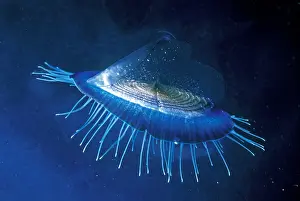 Hydrozoa: By-the-wind Sailor (Velella velella), Mediterranean