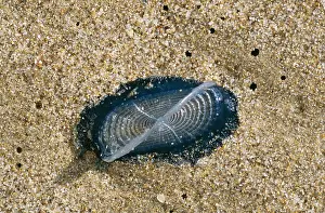 Sailors: By-the-wind Sailors Jellyfish